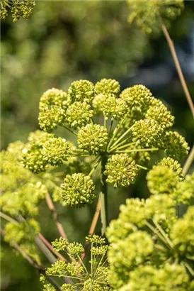 Echte Engelwurz - Angelica archangelica