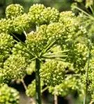 Echte Engelwurz - Angelica archangelica