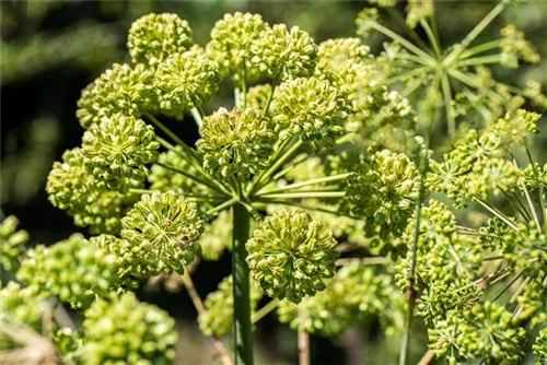 Echte Engelwurz - Angelica archangelica