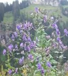 Gewöhnlicher Eisenhut - Aconitum napellus