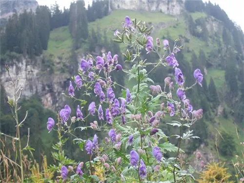 Gewöhnlicher Eisenhut - Aconitum napellus