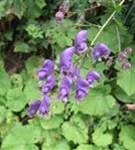 Gewöhnlicher Eisenhut - Aconitum napellus