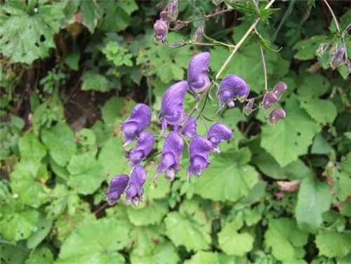 Gewöhnlicher Eisenhut - Aconitum napellus