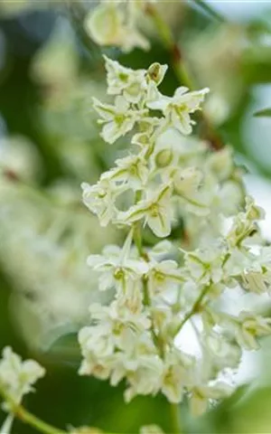 Fallopia aubertii