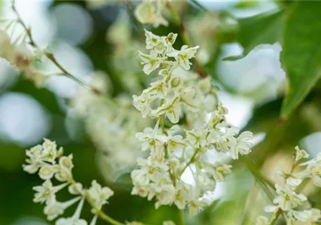 Fallopia aubertii - Knöterich