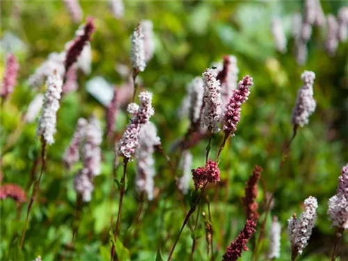 Garten-Schneckenknöterich 'Superbum' - Bistorta affinis 'Superba'