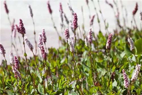 Garten-Schneckenknöterich 'Superbum' - Bistorta affinis 'Superba'