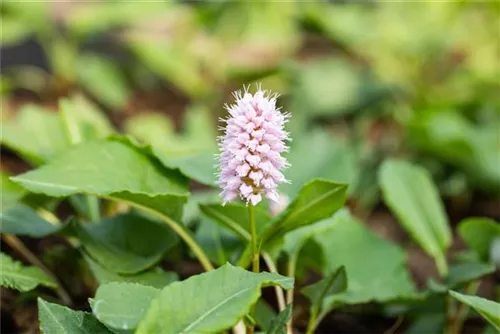 Garten-Schneckenknöterich 'Superbum' - Bistorta affinis 'Superba'