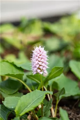 Garten-Schneckenknöterich 'Superbum' - Bistorta affinis 'Superba'