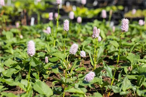 Garten-Schneckenknöterich 'Superbum' - Bistorta affinis 'Superba'