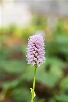 Garten-Schneckenknöterich 'Superbum' - Bistorta affinis 'Superba'