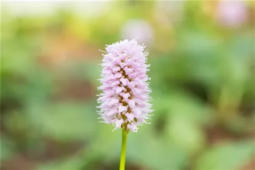 Garten-Schneckenknöterich 'Superbum' - Bistorta affinis 'Superba'