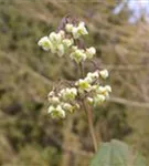 Flaumige Elfenblume - Epimedium pubigerum