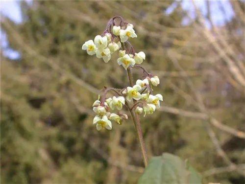 Flaumige Elfenblume - Epimedium pubigerum