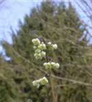 Flaumige Elfenblume - Epimedium pubigerum