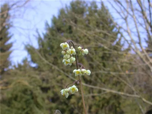 Flaumige Elfenblume - Epimedium pubigerum