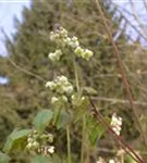 Flaumige Elfenblume - Epimedium pubigerum