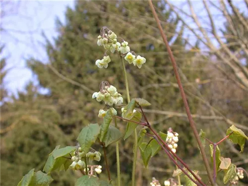 Flaumige Elfenblume - Epimedium pubigerum