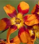 Garten-Monbretie - Crocosmia x crocosmiifl.'Emily McKenzie'