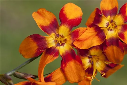 Garten-Monbretie - Crocosmia x crocosmiifl.'Emily McKenzie'