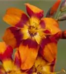 Garten-Monbretie - Crocosmia x crocosmiifl.'Emily McKenzie'