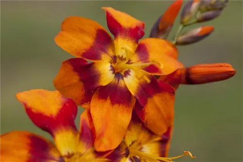 Garten-Monbretie - Crocosmia x crocosmiifl.'Emily McKenzie'