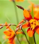 Garten-Monbretie - Crocosmia x crocosmiifl.'Emily McKenzie'