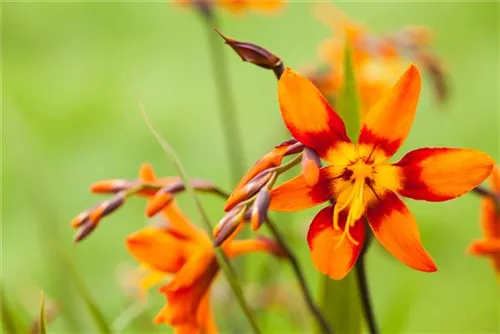 Garten-Monbretie - Crocosmia x crocosmiifl.'Emily McKenzie'