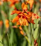 Garten-Monbretie - Crocosmia x crocosmiifl.'Emily McKenzie'