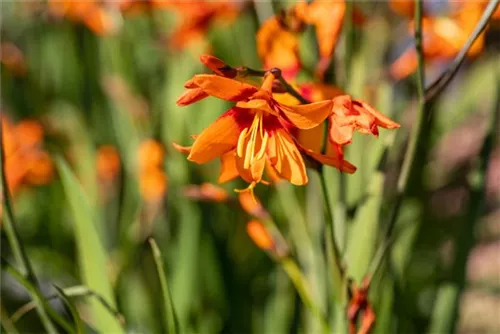 Garten-Monbretie - Crocosmia x crocosmiifl.'Emily McKenzie'