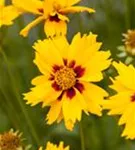 Kleines Garten-Mädchenauge - Coreopsis lanceolata 'Sterntaler'