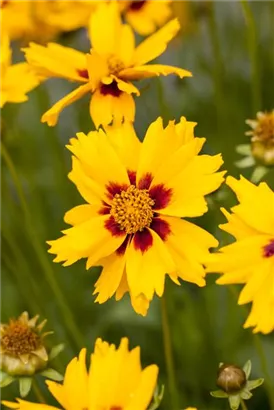 Kleines Garten-Mädchenauge - Coreopsis lanceolata 'Sterntaler'