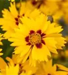 Kleines Garten-Mädchenauge - Coreopsis lanceolata 'Sterntaler'