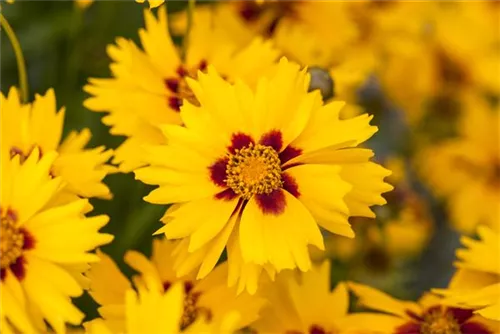 Kleines Garten-Mädchenauge - Coreopsis lanceolata 'Sterntaler'