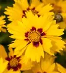 Kleines Garten-Mädchenauge - Coreopsis lanceolata 'Sterntaler'