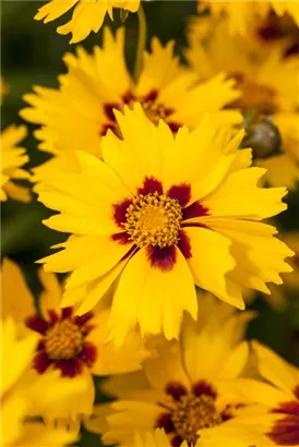 Kleines Garten-Mädchenauge - Coreopsis lanceolata 'Sterntaler'