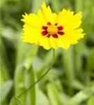 Kleines Garten-Mädchenauge - Coreopsis lanceolata 'Sterntaler'