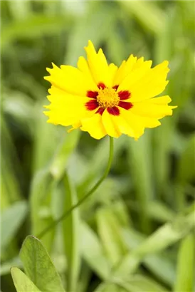 Kleines Garten-Mädchenauge - Coreopsis lanceolata 'Sterntaler'