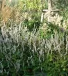 Garten-Kerzenknöterich - Bistorta amplexicaulis 'Alba'