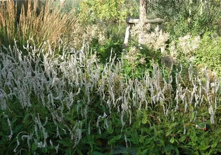 Bistorta amplexicaulis 'Alba' - Garten-Kerzenknöterich