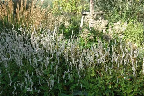 Garten-Kerzenknöterich - Bistorta amplexicaulis 'Alba'