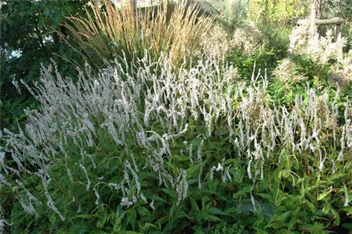 Garten-Kerzenknöterich - Bistorta amplexicaulis 'Alba'