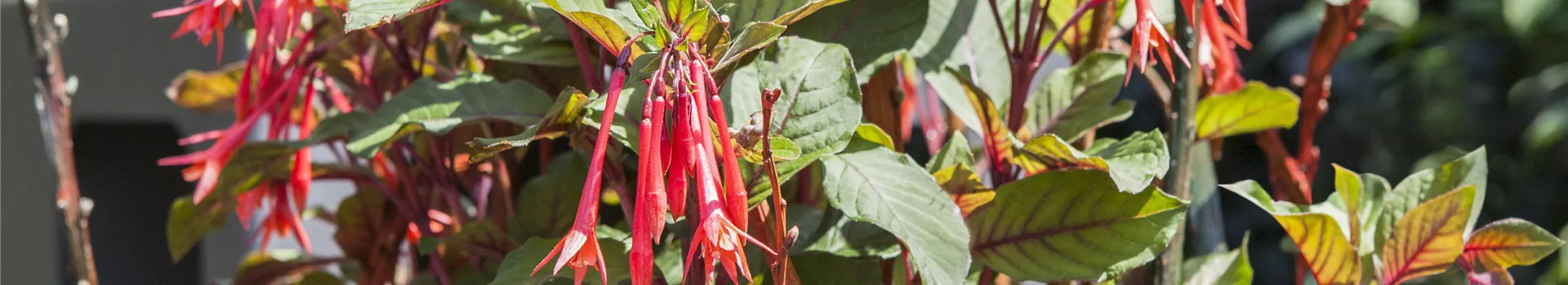 Winterschlaf für Geranien und Fuchsien