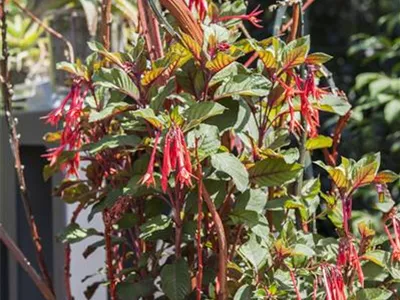 Winterschlaf für Geranien und Fuchsien