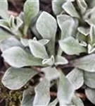 Gewöhnliches Katzenpfötchen - Antennaria dioica