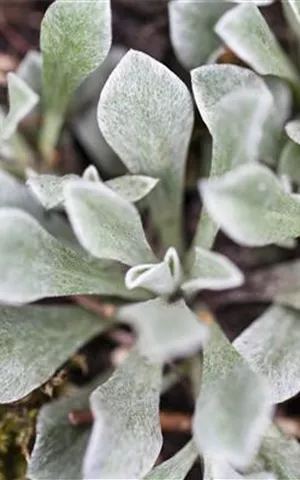 Antennaria dioica