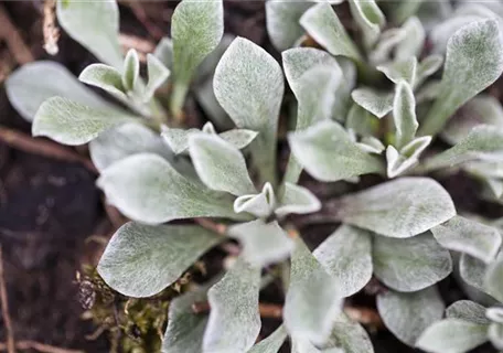 Antennaria dioica - Gewöhnliches Katzenpfötchen