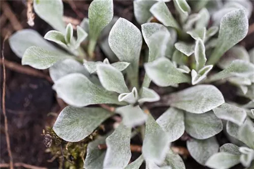 Gewöhnliches Katzenpfötchen - Antennaria dioica