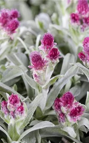 Antennaria dioica 'Rubra'