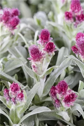 Gewöhnliches Katzenpfötchen - Antennaria dioica